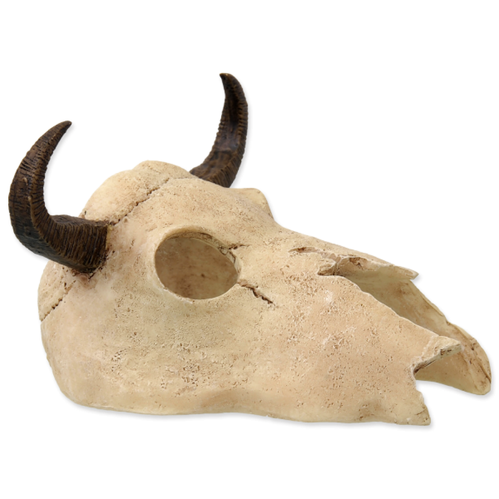 Bull Skull (Totenkopf)